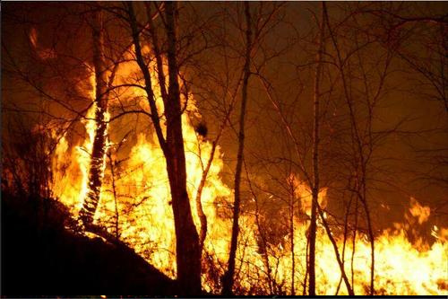 智能森林哨衛(wèi)系統(tǒng)|用心守護一方綠水青山