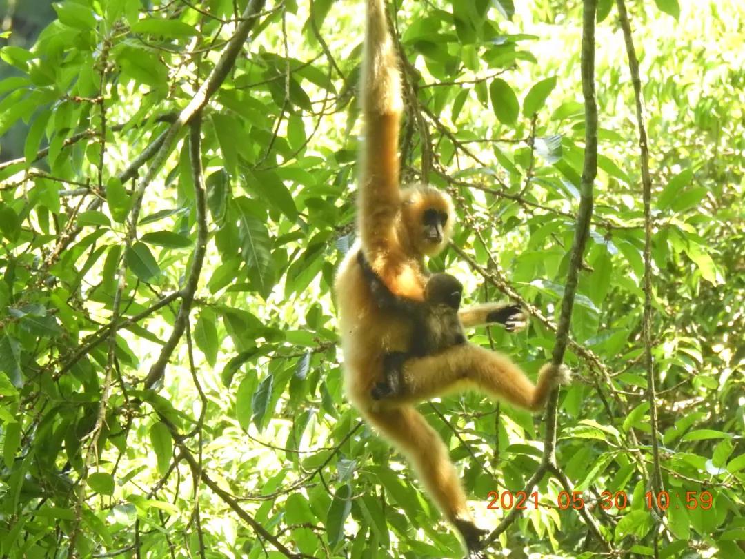 保護生物多樣性的&ldquo;中國案例&rdquo;獲多國生態專家點贊