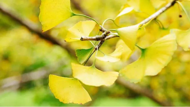 速來打卡&ldquo;銀杏染秋&rdquo;，韶關(guān)南雄銀杏文化旅游季開啟！