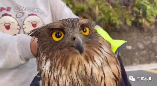 &ldquo;呆萌&rdquo;猛禽獲市民救助！深圳梧桐山發現&ldquo;小可愛&rdquo;