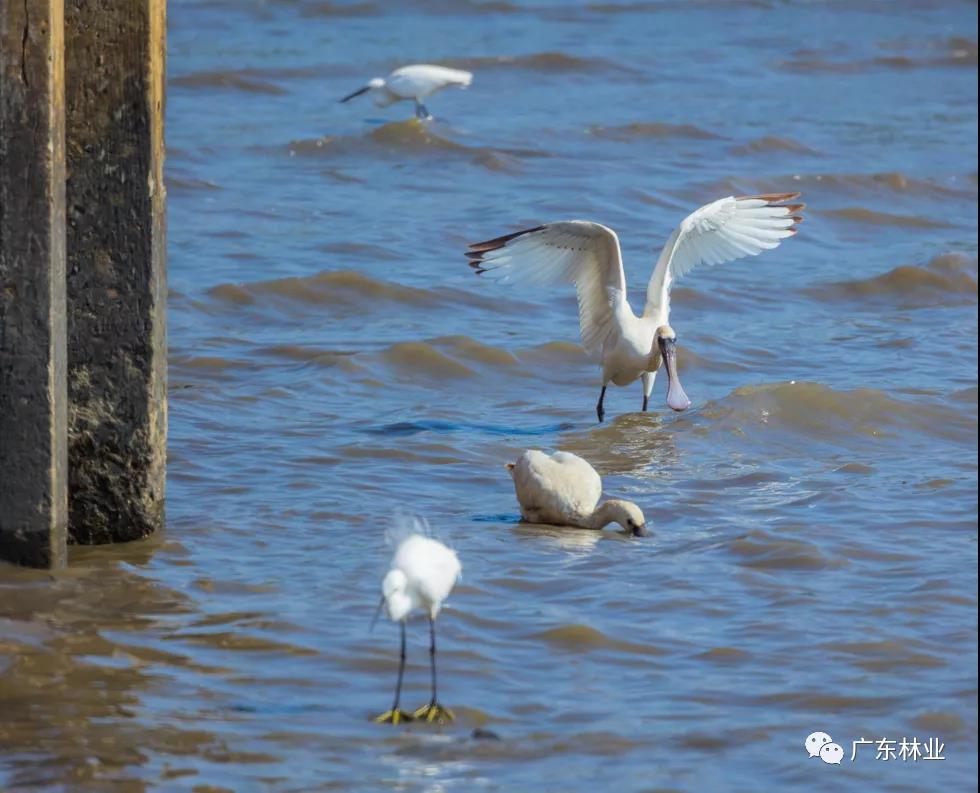 新年&ldquo;驚喜&rdquo;！東莞兩年后再發現黑臉琵鷺