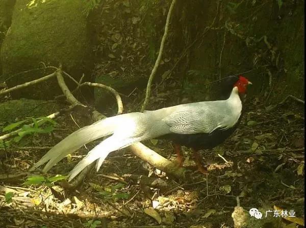 小靈貓、豹貓等&ldquo;國保&rdquo;動物現身東源康禾保護區！