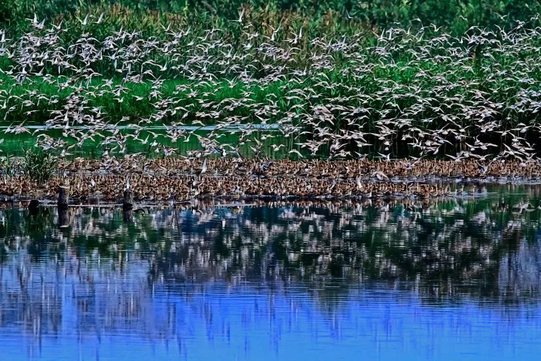 深圳共記錄野生動植物2671種，看看你能認出多少？