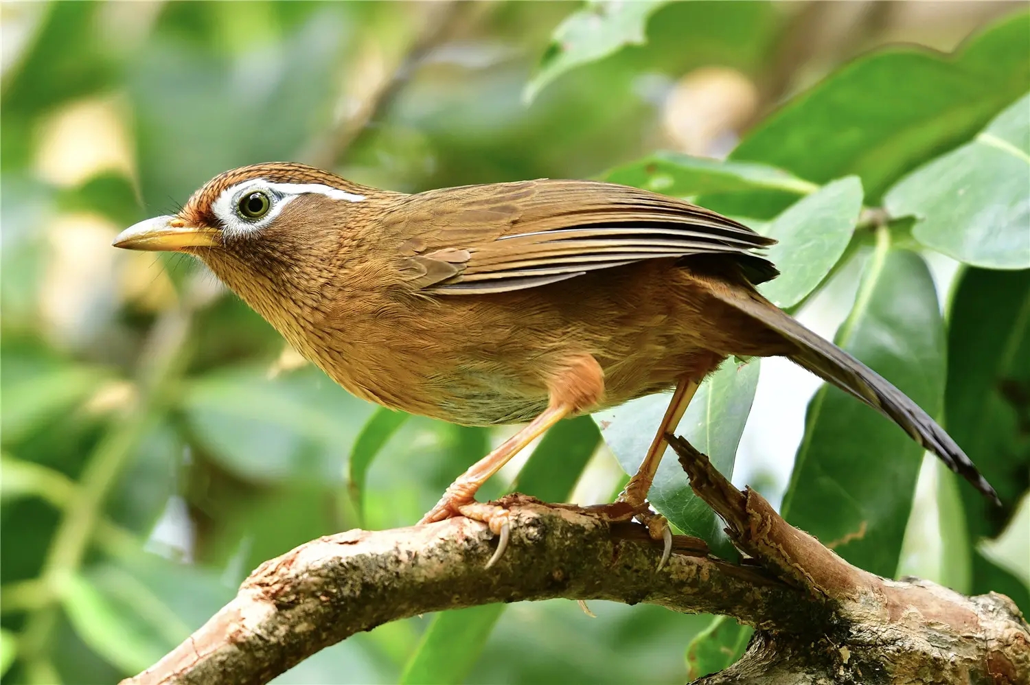 羊城市鳥&mdash;&mdash;畫眉