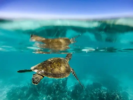 嶺南之南④丨探訪廣東&ldquo;海龜產(chǎn)房&rdquo;：小海龜破殼第一秒就面臨生死考驗！