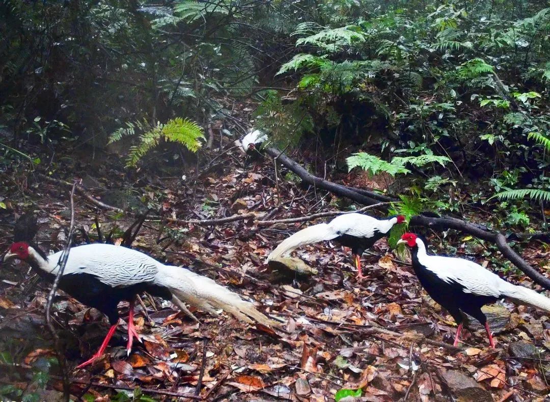 bd4d04253512ab6763ab52b36aa48983.jpg 002.jpg