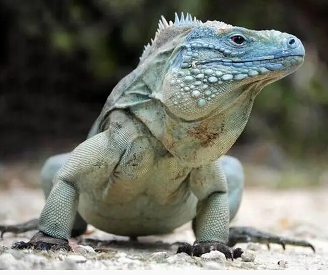 10余年后再現身！云浮發現國家二級保護動物長鬣蜥