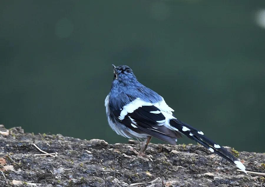 澳盾身邊的自然觀察&mdash;&mdash;灰背燕尾