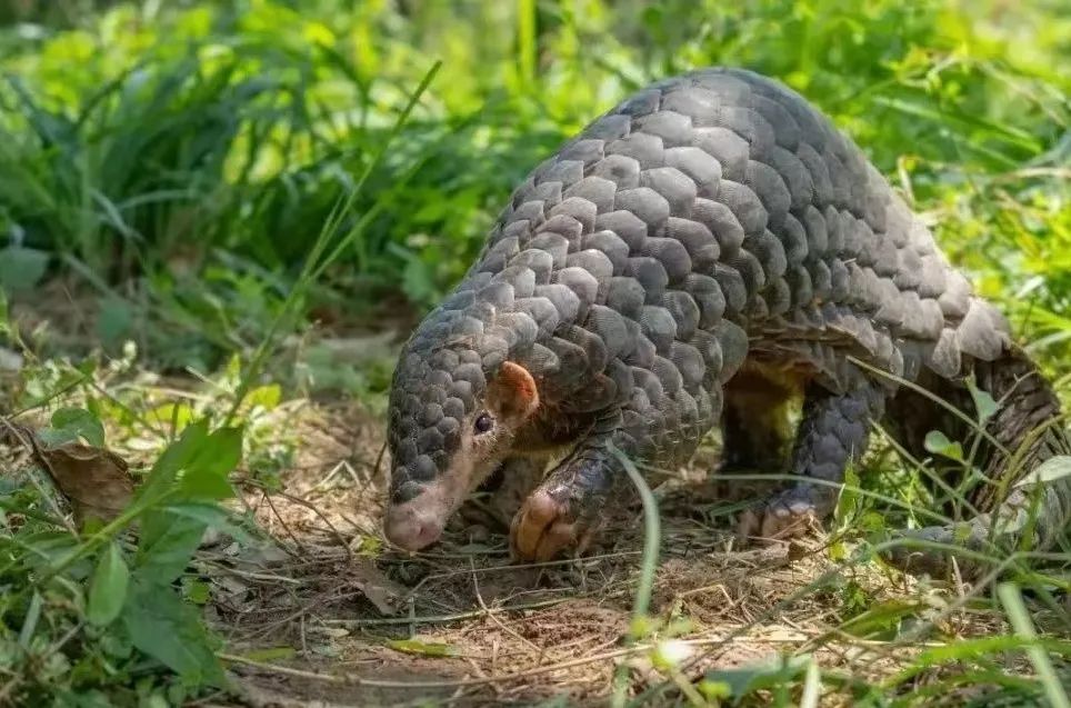 國家一級保護野生動物再現茂名！內有珍貴視頻，快來看！